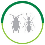Desinsetização - Baratas e Formigas - Astral Saúde Ambiental Pernambuco